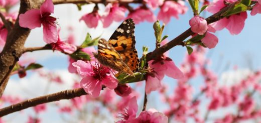 Inspiration expiration respiration meditation